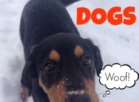 PlayDrMom shares over 70 books featuring DOGS!